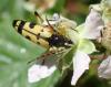 Rutpela maculata
